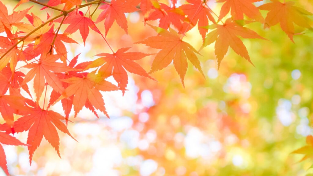 紅葉するもみじが光を浴びている様子