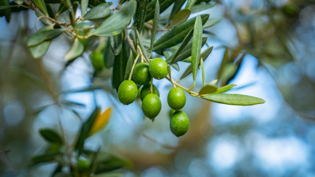小豆島のオリーブ
